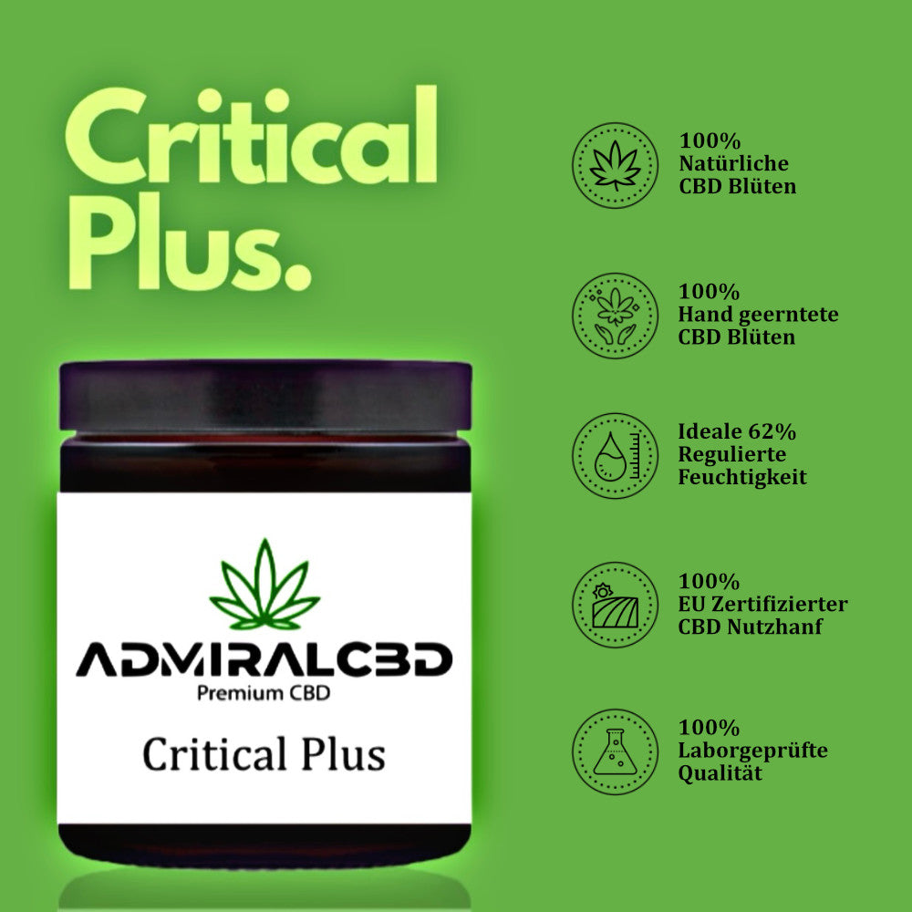 CBD Blüten Critical Plus von Admiralcbd