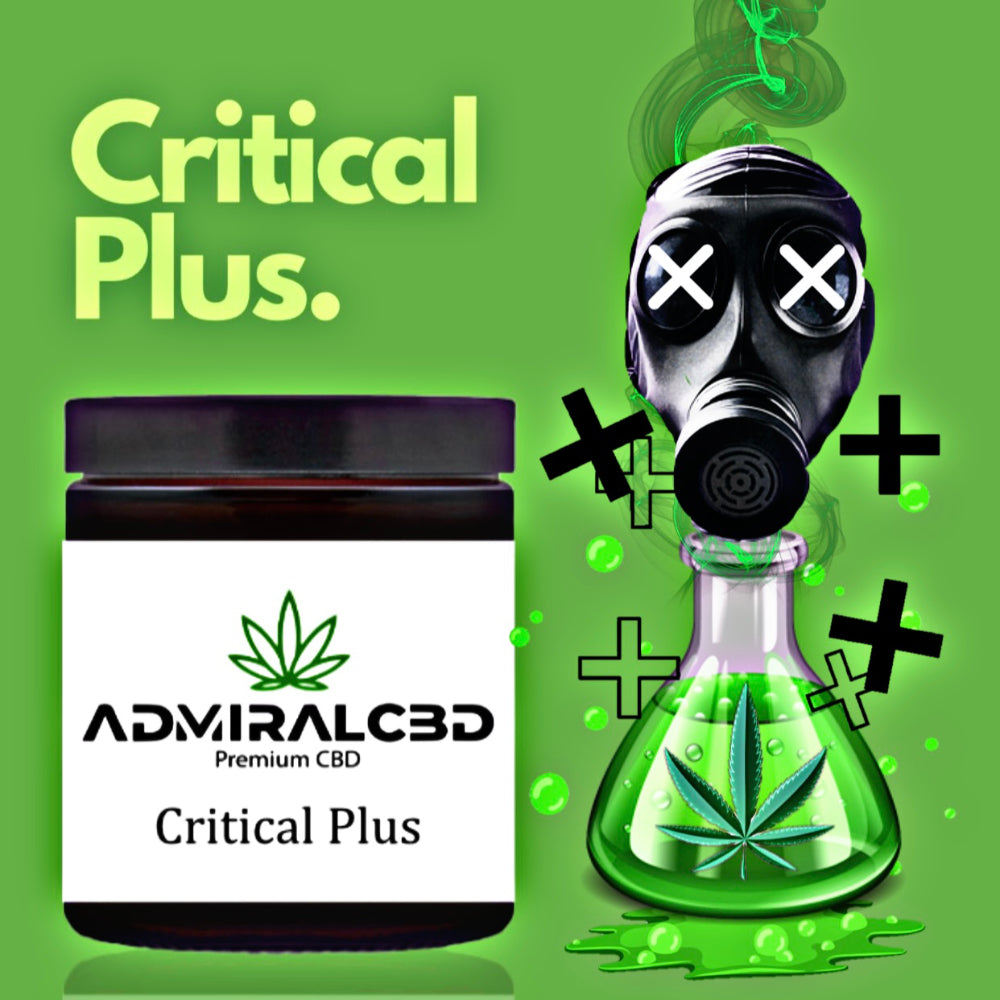 CBD Blüten Critical Plus von AdmiralCbd