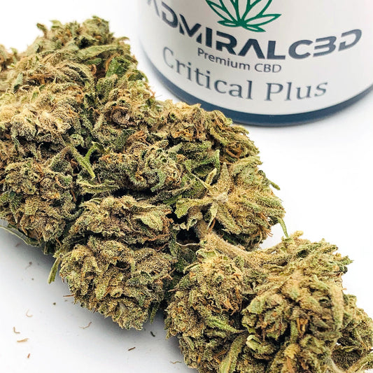 CBD Blüten Critical Plus von AdmiralCbd